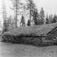 Brennbakken, Tynset, Nord-Østerdal, Hedmark 1927. Steinfjøs. Nå på Glomdalsmuseet.