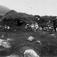 Gamme med jente og kalv stående utenfor, muligens Finnmark.
Serie fotografert av Robert Collett (1842-1913), amatørfotograf og professor i zoologi.