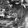 Naturstudier, flora, ukjent sted.
Serie tatt av Robert Collett (1842-1913), amatørfotograf og professor i zoologi.