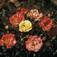 Gården Grefsheim, Roser.